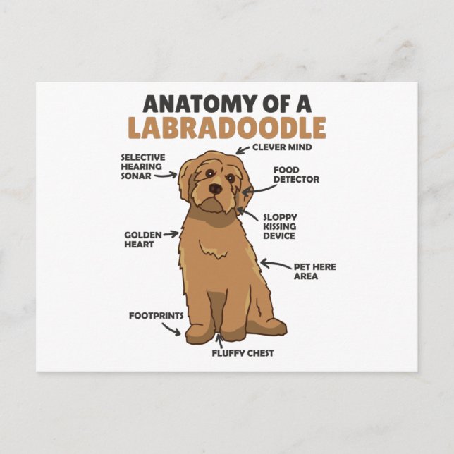 Postal Anatomía De Un Cachorro De Cañón De Labradoodle (Anverso)