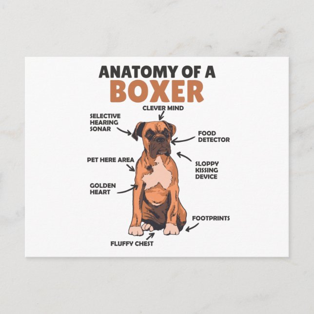 Postal Anatomía De Un Cachorro De Perro Dulce Boxer (Anverso)