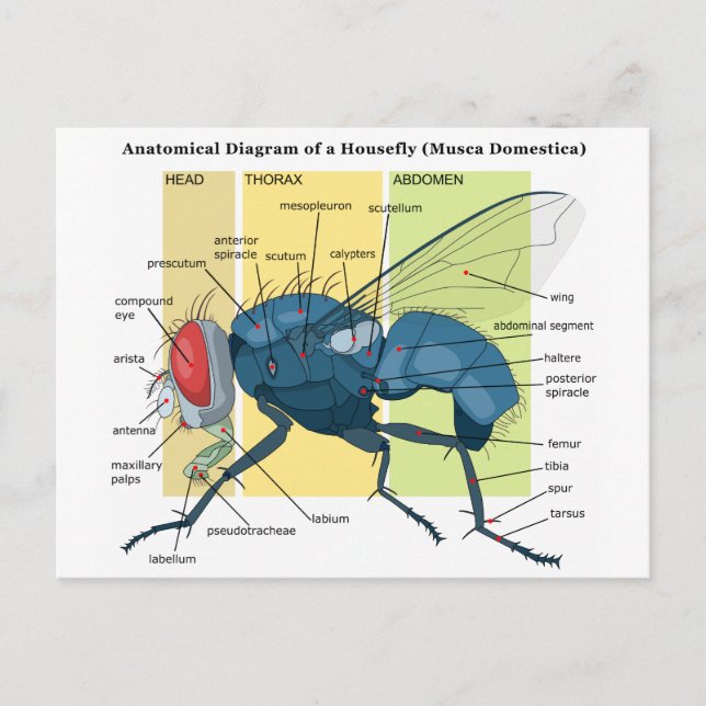 Postal Anatomía de un diagrama de mosca mosca domestica (Anverso)