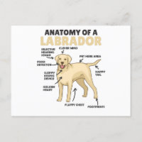 Anatomía De Un Labrador Recuperador De Perros Dulc