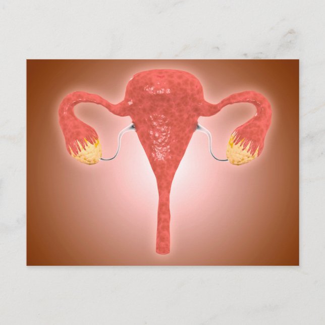 Postal Anatomía De Utero Femenino Con Ovario (Anverso)