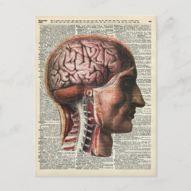 Postal Anatomía del cerebro humano (Anverso)