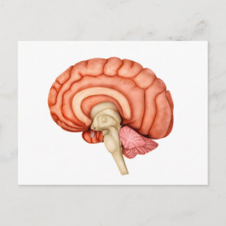 Postal Anatomía Del Cerebro Humano, Vista Lateral 1
