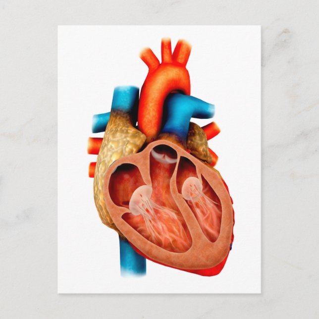 Postal Anatomía Del Corazón Humano, Sección Cruzada (Anverso)