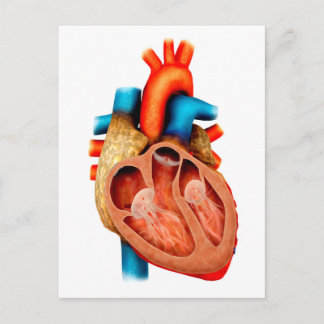 Postal Anatomía Del Corazón Humano, Sección Cruzada