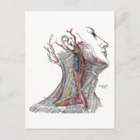 Anatomía del Cuello