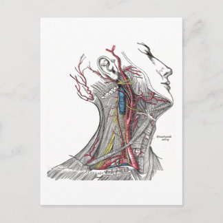 Postal Anatomía del Cuello