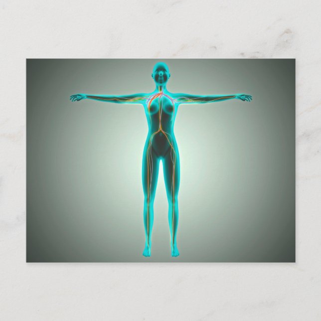 Postal Anatomía Del Cuerpo Femenino Con Arterias Y Venas (Anverso)