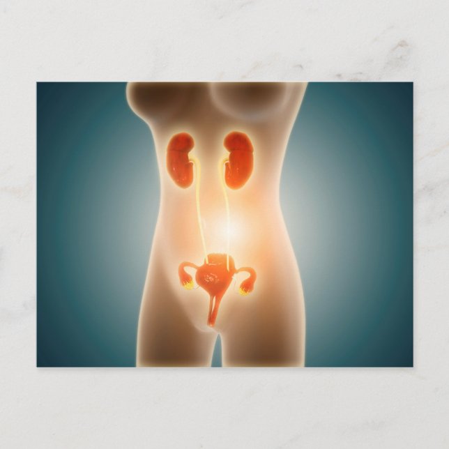 Postal Anatomía Del Cuerpo Femenino Con Órganos Reproduct (Anverso)