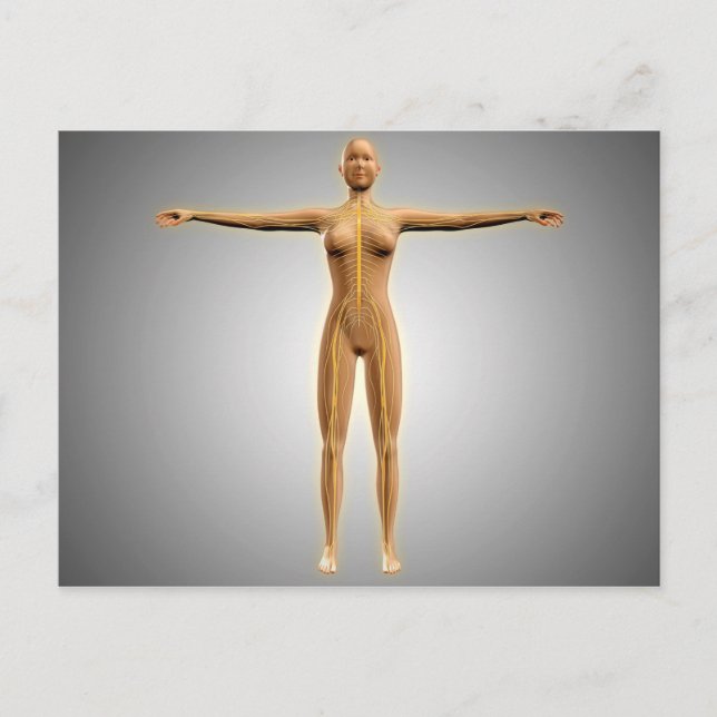Postal Anatomía Del Cuerpo Femenino Con Sistema Nervioso (Anverso)