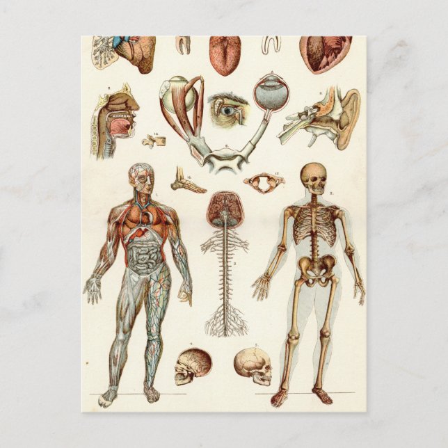 Postal Anatomía del cuerpo humano (Anverso)