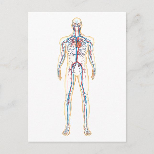 Postal Anatomía Del Cuerpo Humano Y Sistema Circulatorio (Anverso)