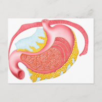 Anatomía Del Estómago Humano