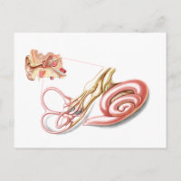 Anatomía Del Oído Humano, Laberinto Membrano