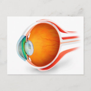 Postal Anatomía Del Ojo Humano, Perspectiva