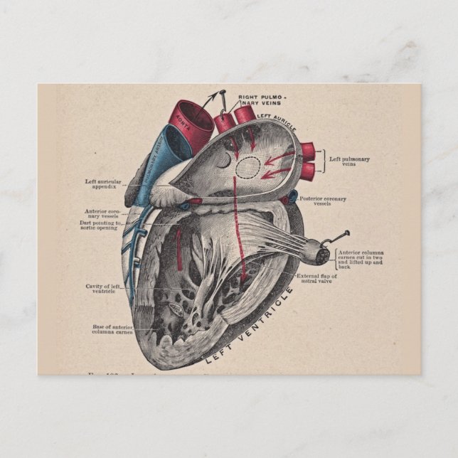 Postal Anatomía del sistema cardiovascular cardíaco (Anverso)