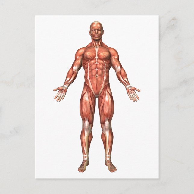 Postal Anatomía del sistema muscular masculino, vista (Anverso)