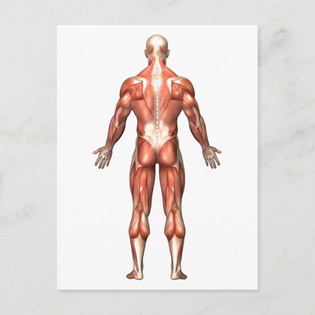 Postal Anatomía Del Sistema Muscular Masculino, Vista Atr (Anverso)