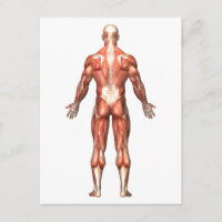 Anatomía Del Sistema Muscular Masculino, Vista Atr