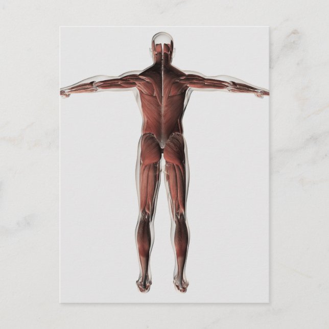 Postal Anatomía Del Sistema Muscular Masculino, Vista Pos (Anverso)