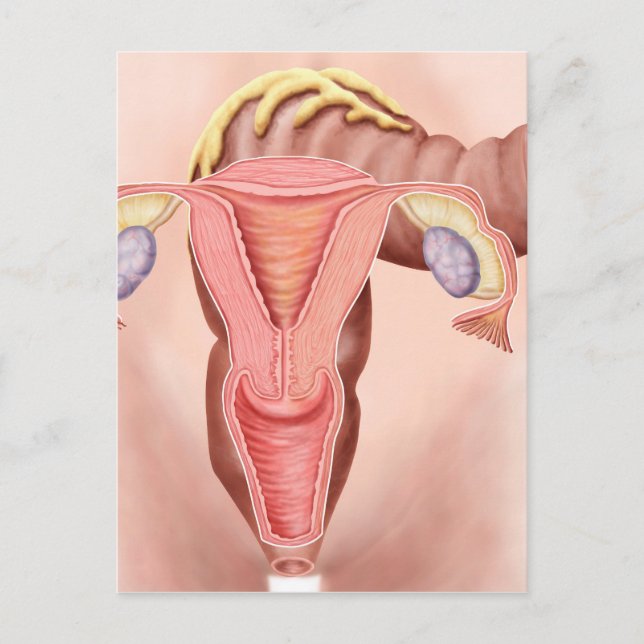 Postal Anatomía Del Sistema Reproductivo Femenino 2 (Anverso)