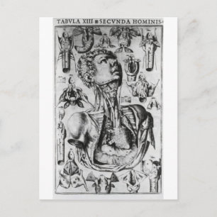 Postal anatomía del sistema respiratorio