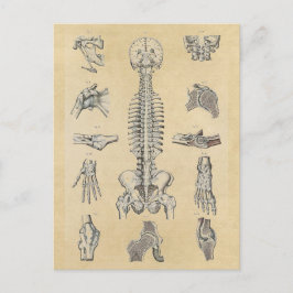 Postal Anatomía esquelética humana ilustrada