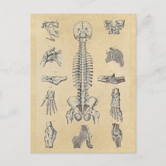 Postal Anatomía esquelética humana ilustrada (Anverso)