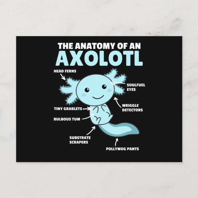 Postal Anatomía Explicativa Axolotl De Un Axolotl (Anverso)