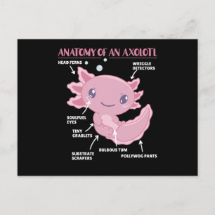 Postal Anatomía Explicativa Axolotl De Un Axolotl