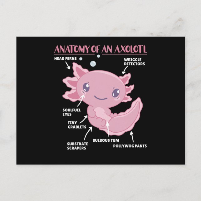 Postal Anatomía Explicativa Axolotl De Un Axolotl (Anverso)