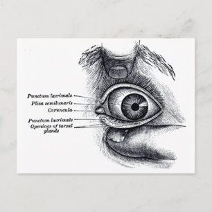 Postal Anatomía gris — globo ocular