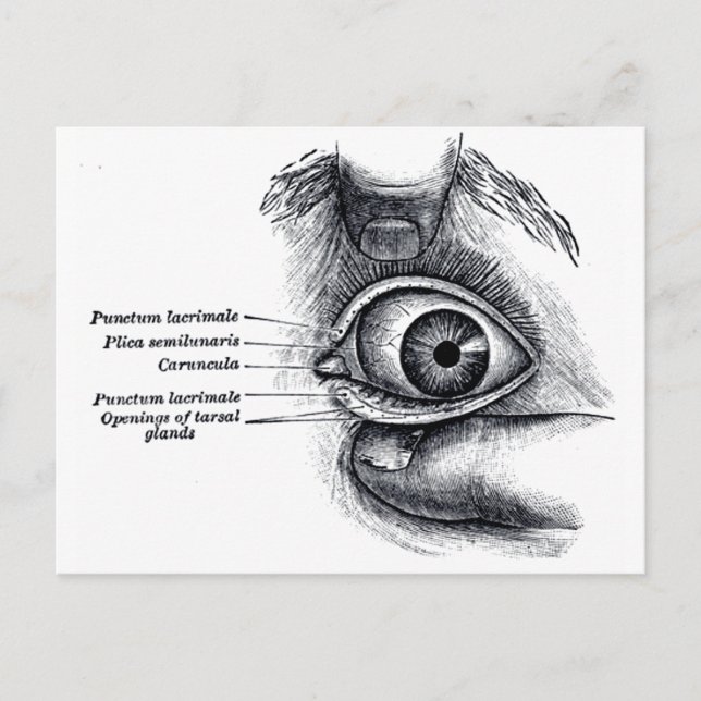 Postal Anatomía gris — globo ocular (Anverso)