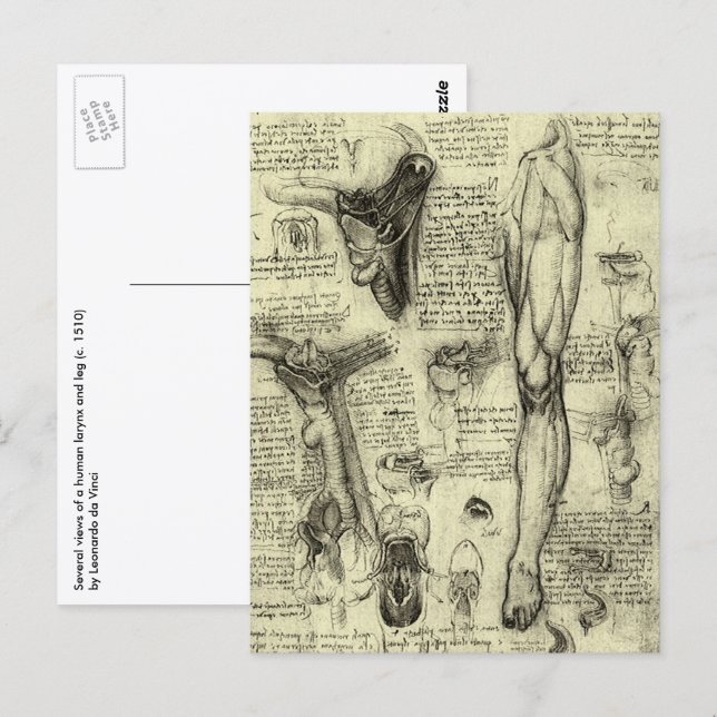 Postal Anatomía Humana Antigua Laringe Pierna Leonardo da (Anverso / Reverso)