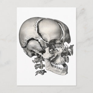 Postal Anatomía humana de ciencia vintage, cráneo antiguo