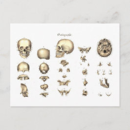 Postal Anatomía metadical del cráneo