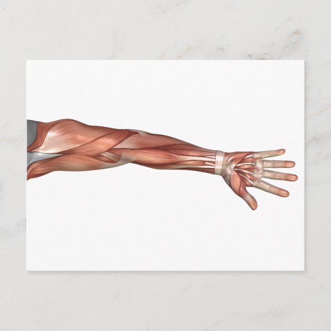 Postal Anatomía Muscular Del Brazo Humano, Vista Anterior (Anverso)
