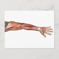 Anatomía Muscular Del Brazo Humano, Vista Anterior