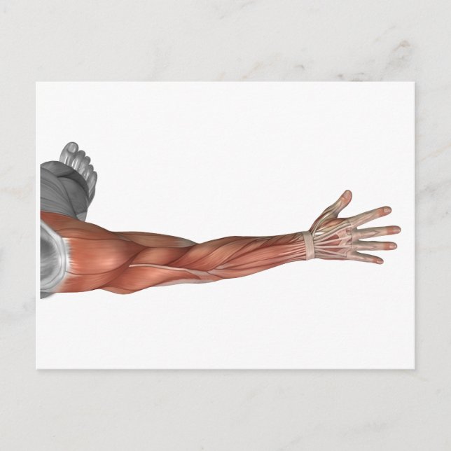 Postal Anatomía Muscular Del Brazo Humano, Vista Posterio (Anverso)