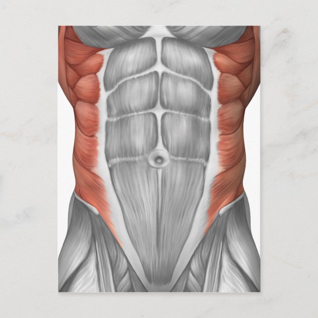 Postal Anatomía Muscular Masculina De La Pared Abdominal (Anverso)