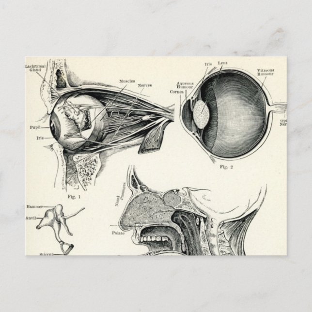 Postal Anatomía - Sentidos Humanos (Anverso)
