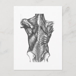 Postal Anatomía trasera vintage