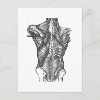 Postal Anatomía trasera vintage