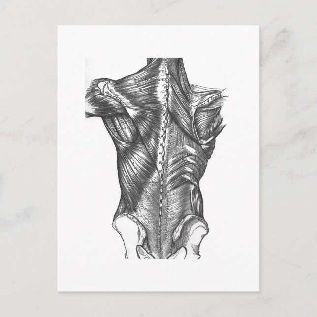 Postal Anatomía trasera vintage (Anverso)