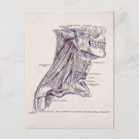 Anatomía vintage Arte Cuello Músculos Papel viejo
