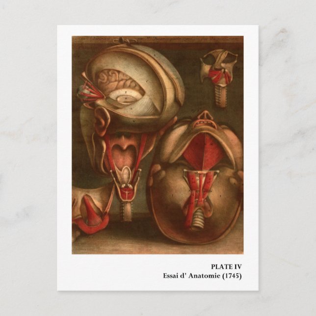 Postal Anatomía vintage | Cabeza y Cuello (Anverso)