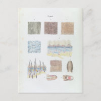 Anatomía vintage de la piel y las uñas del cabello