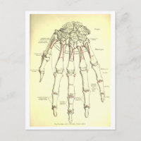 Anatomía vintage | Huesos de la mano