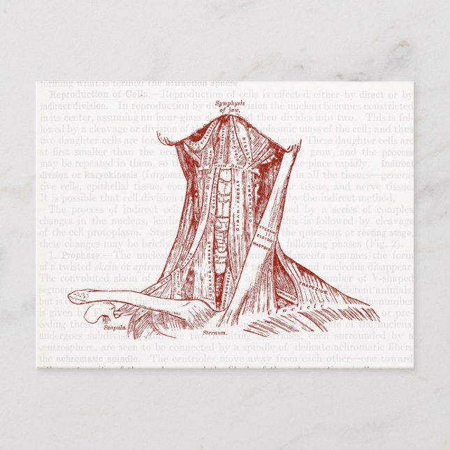 Postal Anatomía Vintage Músculos De Dibujo Del Cuello (Anverso)