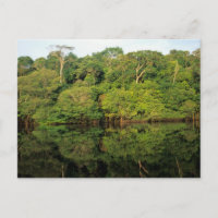 Anavilhanas, Amazonas, Brasil. Río Rainforest
